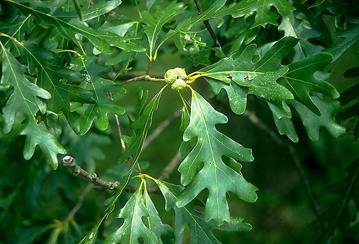 White Oak, Red Oak Tree, Pin Oak, Maple, Tree Nursery, Douglas Fir Tree